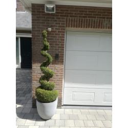 buxus met pot