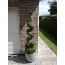 buxus met pot