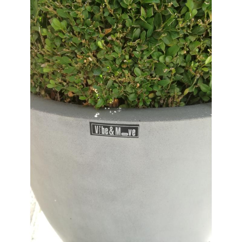 buxus met pot