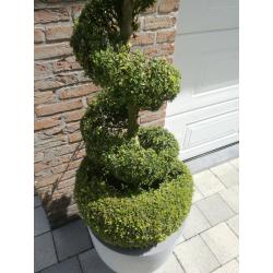 buxus met pot