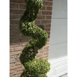 buxus met pot