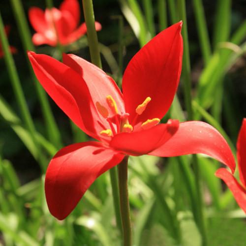 TULIPA SPRENGERI 10 zaden € 0,90