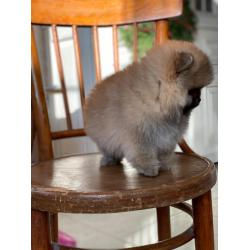 Pomeranian | Pomeriaan | Pom | FCI | Pup | Puppy | Stamboom