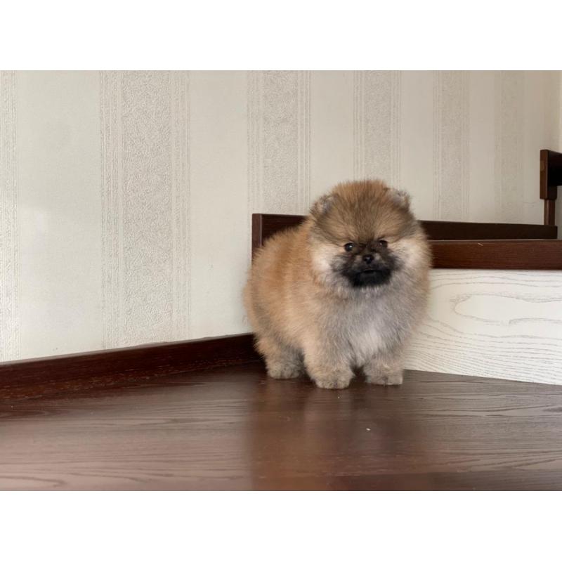 Pomeranian | Pomeriaan | Pom | FCI | Pup | Puppy | Stamboom