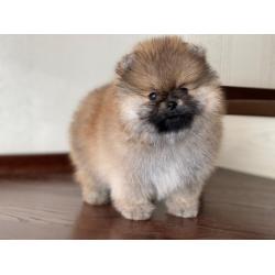 Pomeranian | Pomeriaan | Pom | FCI | Pup | Puppy | Stamboom