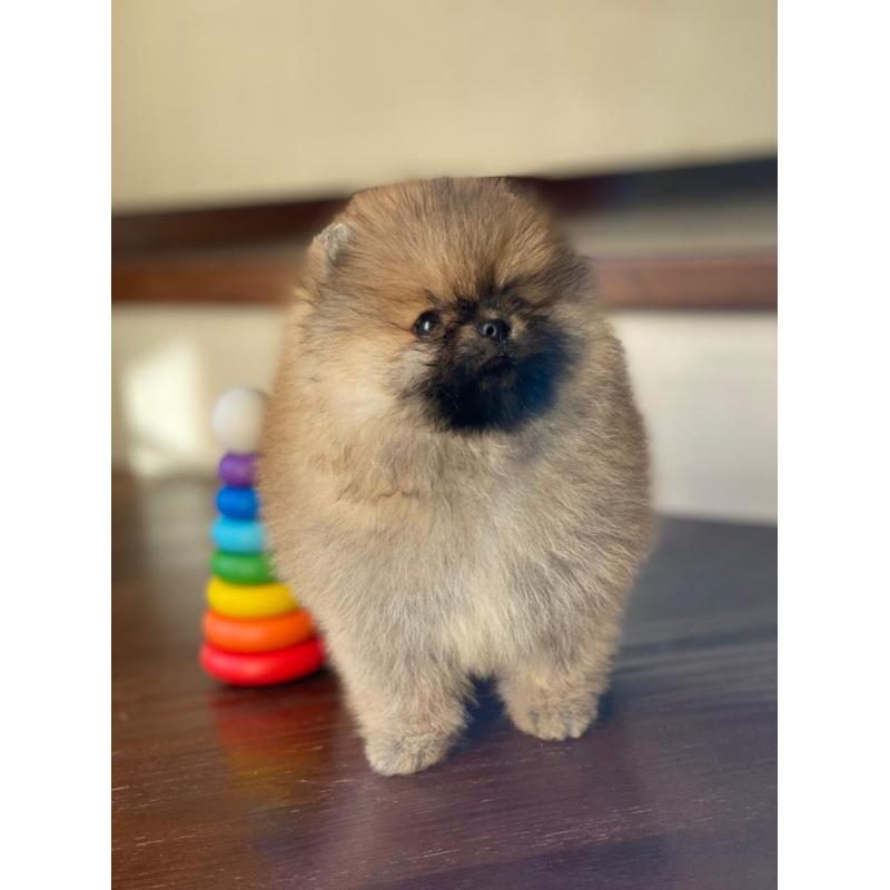 Pomeranian | Pomeriaan | Pom | FCI | Pup | Puppy | Stamboom