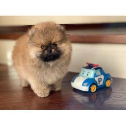 Pomeranian | Pomeriaan | Pom | FCI | Pup | Puppy | Stamboom