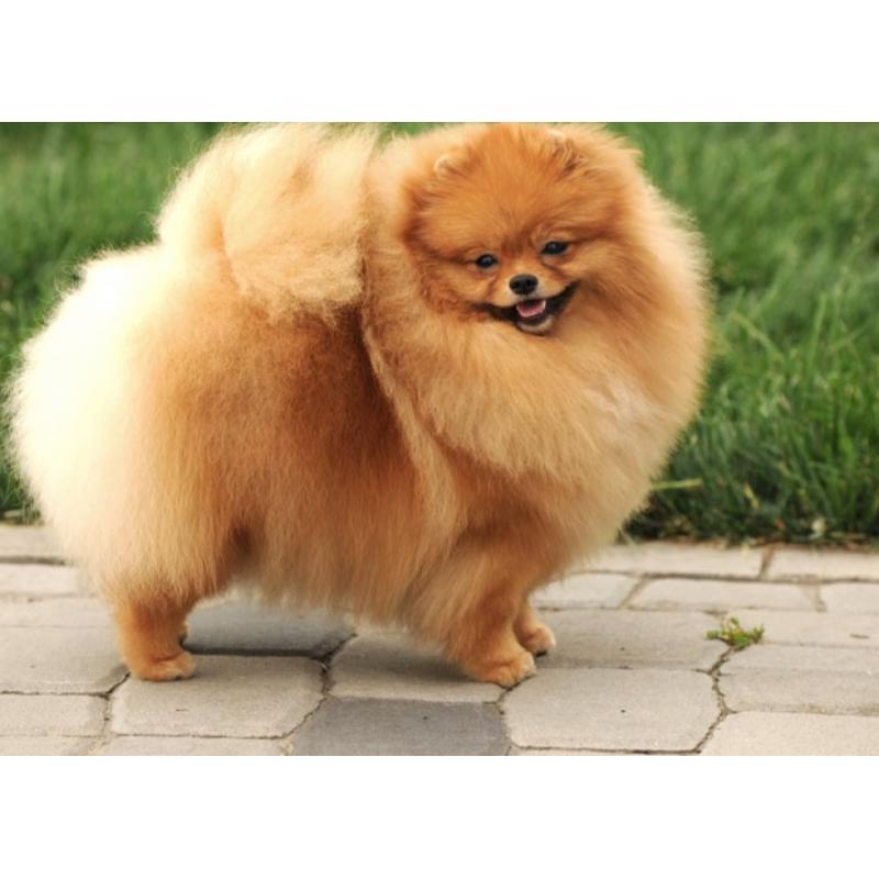 Pomeranian | Pomeriaan | Pom | FCI | Pup | Puppy | Stamboom