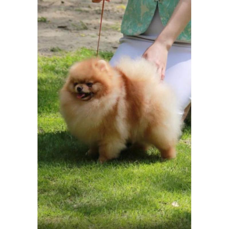 Pomeranian | Pomeriaan | Pom | FCI | Pup | Puppy | Stamboom