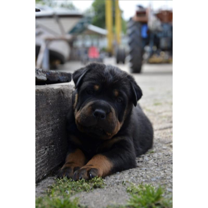 rottweiler sharpei puppy&#039;s