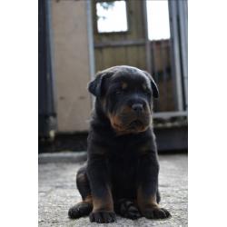 rottweiler sharpei puppy&#039;s