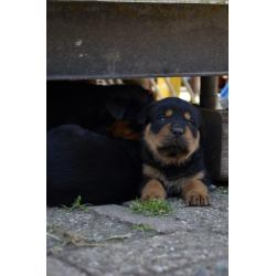 rottweiler sharpei puppy&#039;s