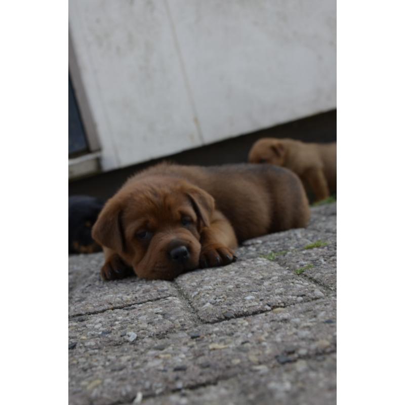 rottweiler sharpei puppy&#039;s