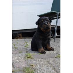 rottweiler sharpei puppy&#039;s