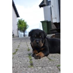 rottweiler sharpei puppy&#039;s