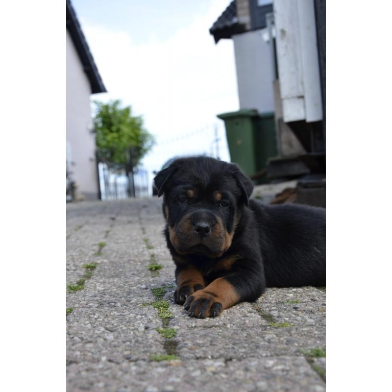 rottweiler sharpei puppy&#039;s