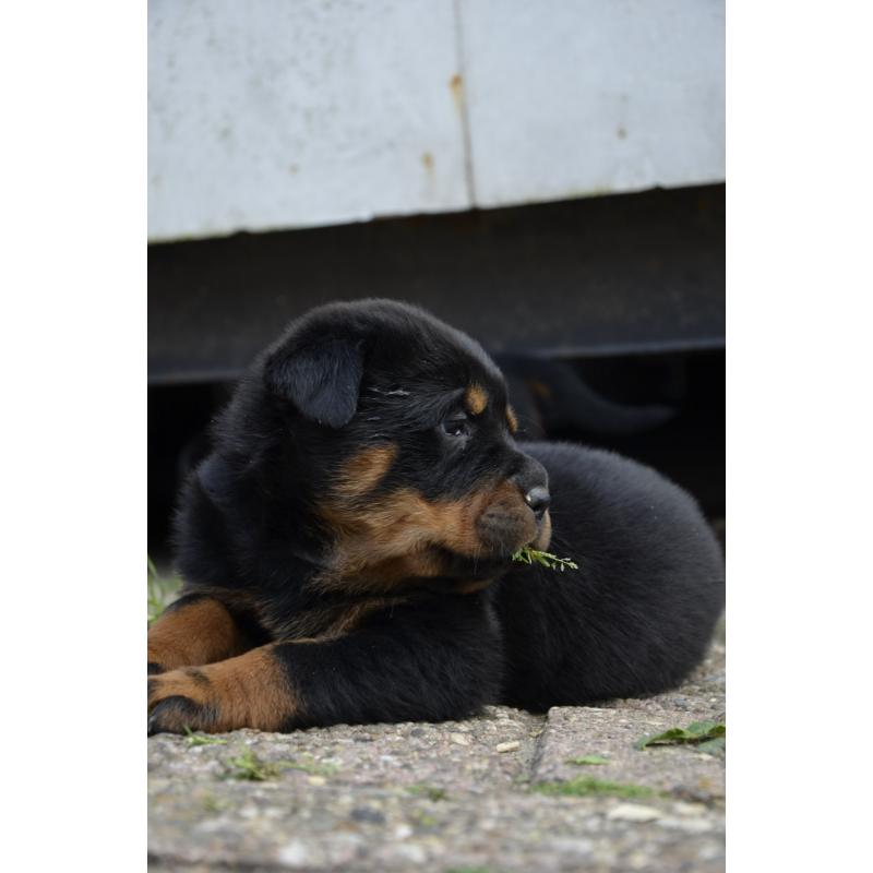 rottweiler sharpei puppy&#039;s