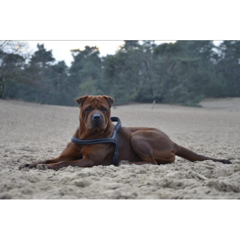 rottweiler sharpei puppy&#039;s