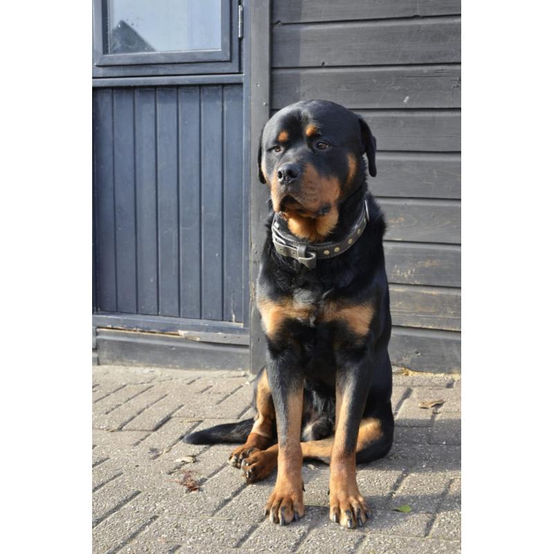 rottweiler sharpei puppy&#039;s