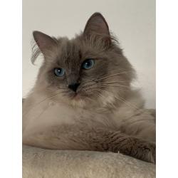 Lieve ragdoll kater beschikbaar