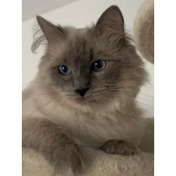 Lieve ragdoll kater beschikbaar