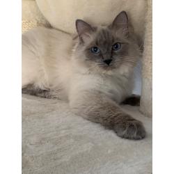 Lieve ragdoll kater beschikbaar