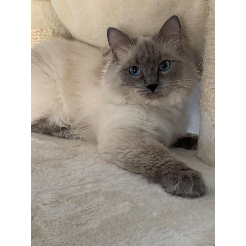 Lieve ragdoll kater beschikbaar