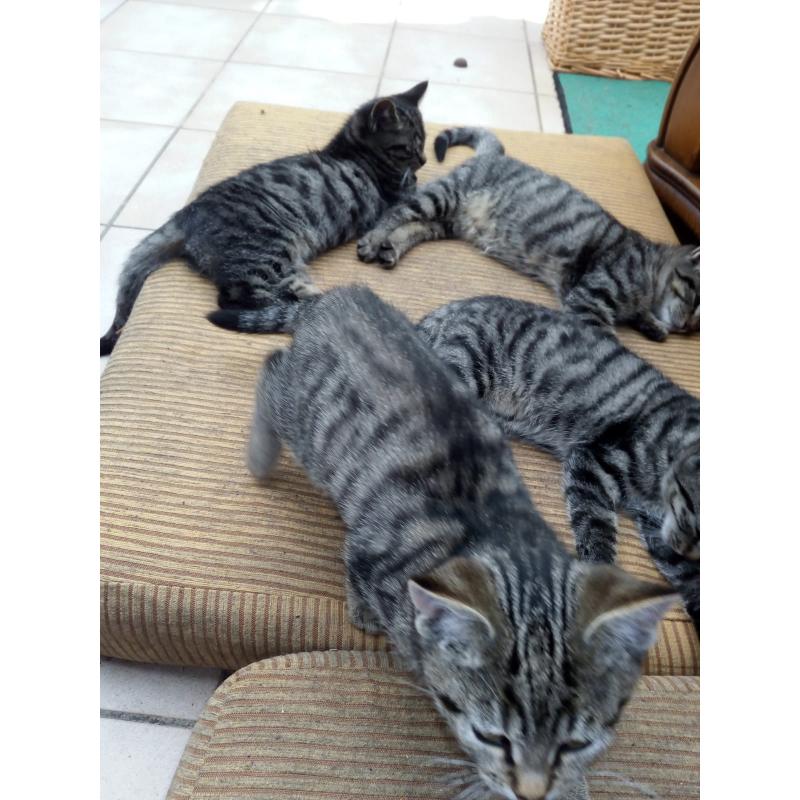 nog 5 kittens, Europese korthaar, tigertjes.