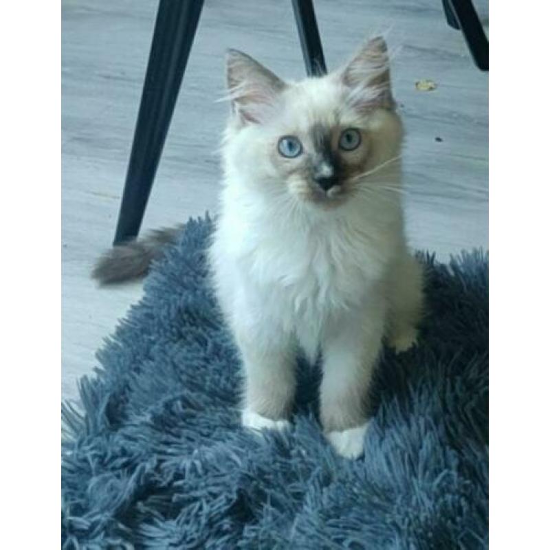 2 SUPER LIEVE RASZUIVER Ragdoll Kittens Katin & Katertje