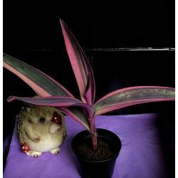 VERY RARE Tradescantia Pallida Pink Stripe