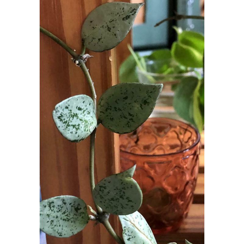 RARE Hoya Krohniana &#039;Super Eskimo&#039;, silver leaves, stekjes, plant