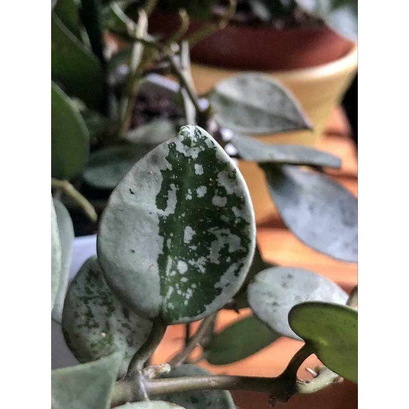 RARE Hoya Krohniana &#039;Super Eskimo&#039;, silver leaves, stekjes, plant