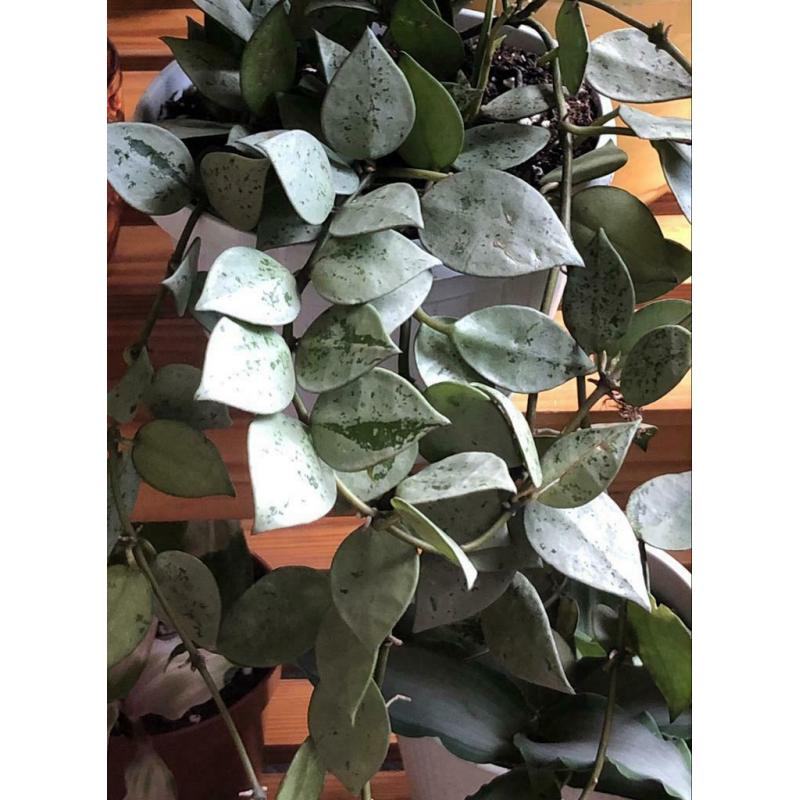 RARE Hoya Krohniana &#039;Super Eskimo&#039;, silver leaves, stekjes, plant