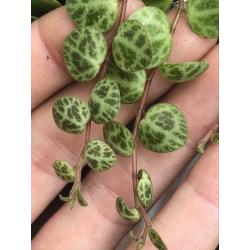 Peperomia Prostrata, string of turtles, stekjes, plant