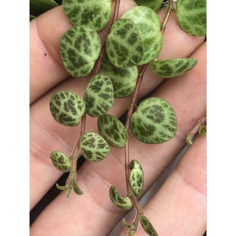 Peperomia Prostrata, string of turtles, stekjes, plant