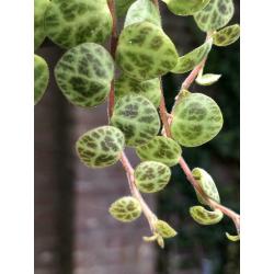 Peperomia Prostrata, string of turtles, stekjes, plant