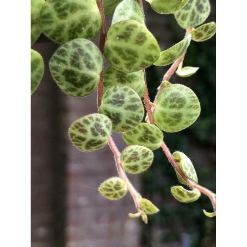 Peperomia Prostrata, string of turtles, stekjes, plant