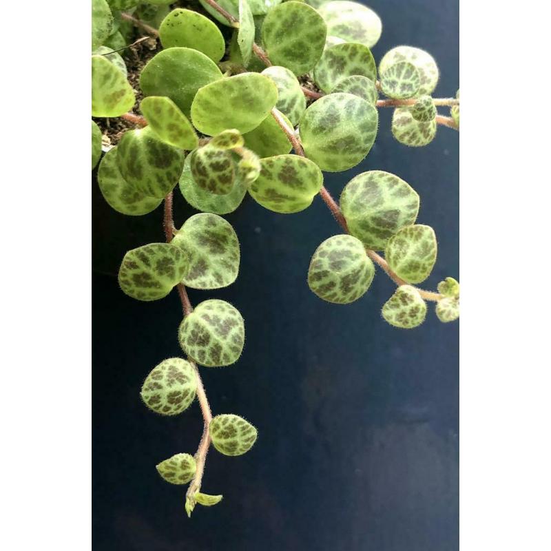 Peperomia Prostrata, string of turtles, stekjes, plant