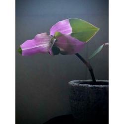 Tradescantia Blushing Bride, stekjes, kamerplant