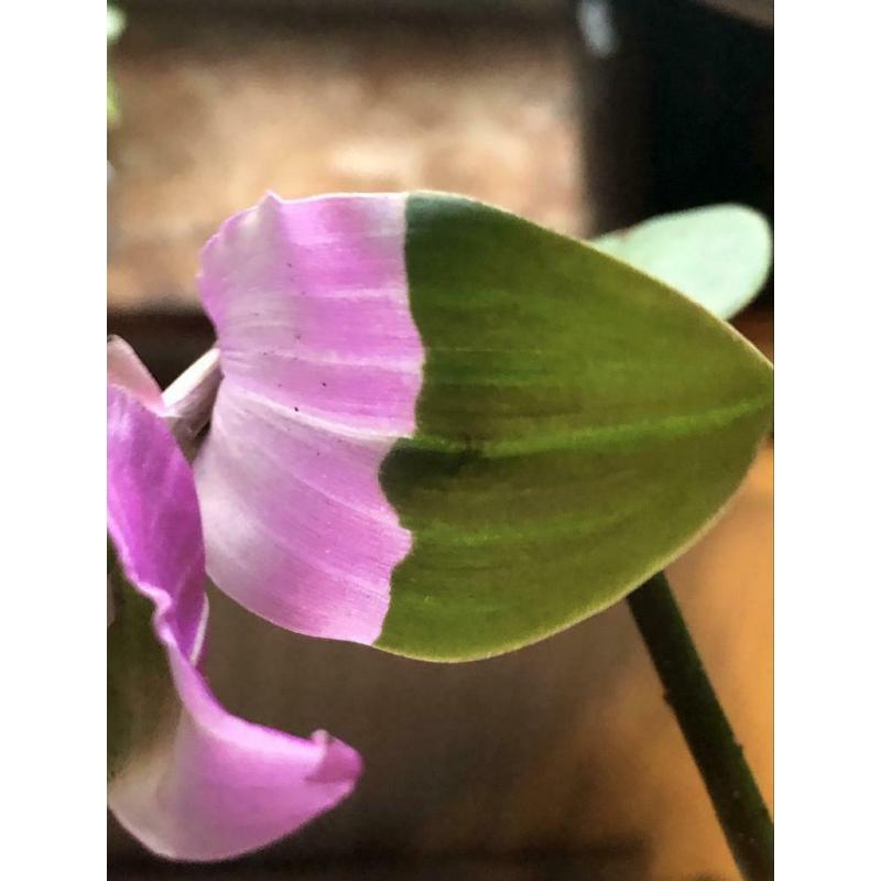 Tradescantia Blushing Bride, stekjes, kamerplant