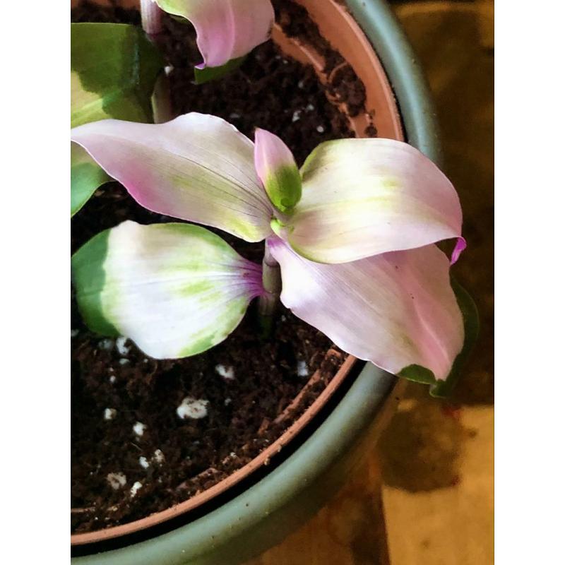 Tradescantia Blushing Bride, stekjes, kamerplant