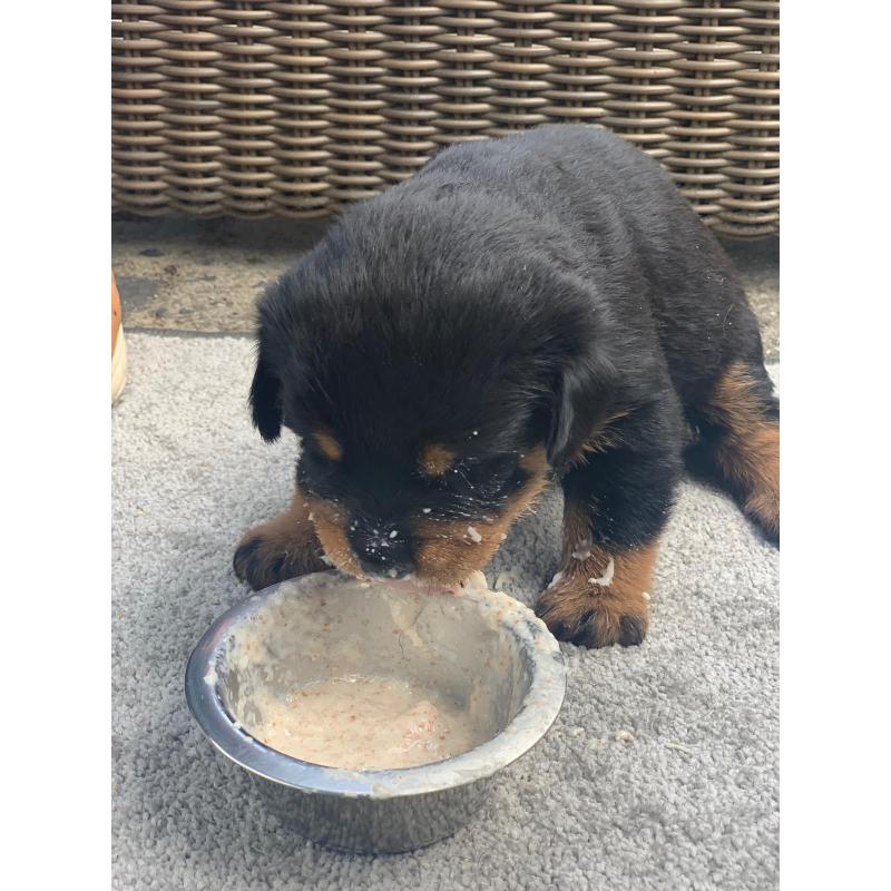 Mooie lieve Rottweiler pups