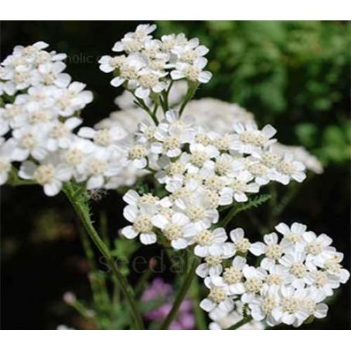 ACHILLEA MILLEFOLIUM PROA 1 gram 7500 zaden