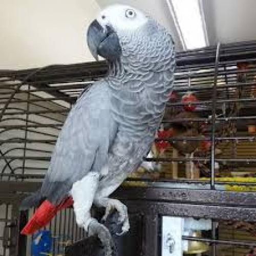 Afrikaanse grijze papegaaien te koop
