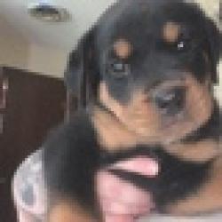 affectionate rottweiller puppy looking for care for free