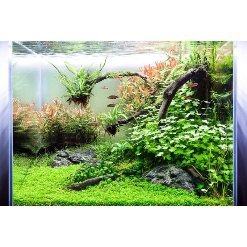 Aquarium Cube 216 Liter