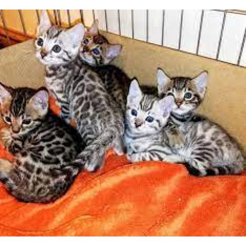 vijf Bengalen kitten op zoek naar een nieuw huis .