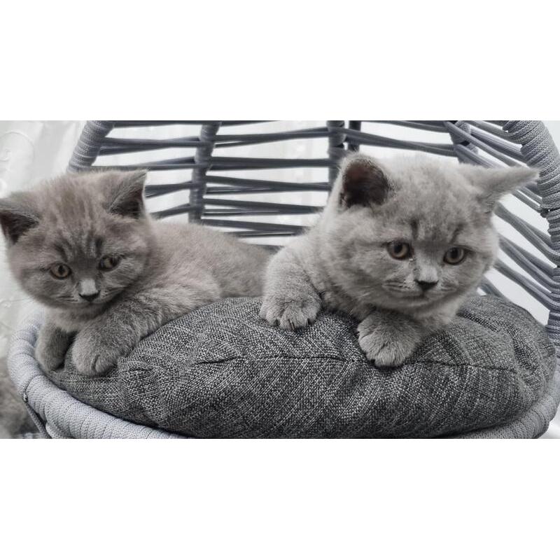 Brits korthaar kittens beschikbaar.