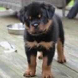affectionate rottweiller puppy looking for care for free