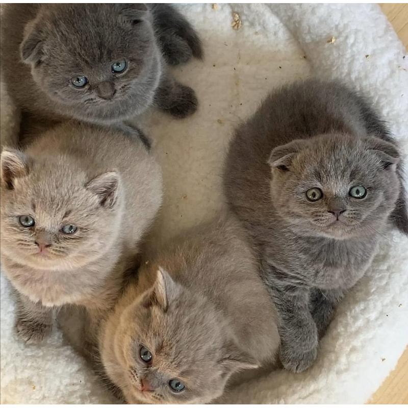 british shorthair kittens for adoption